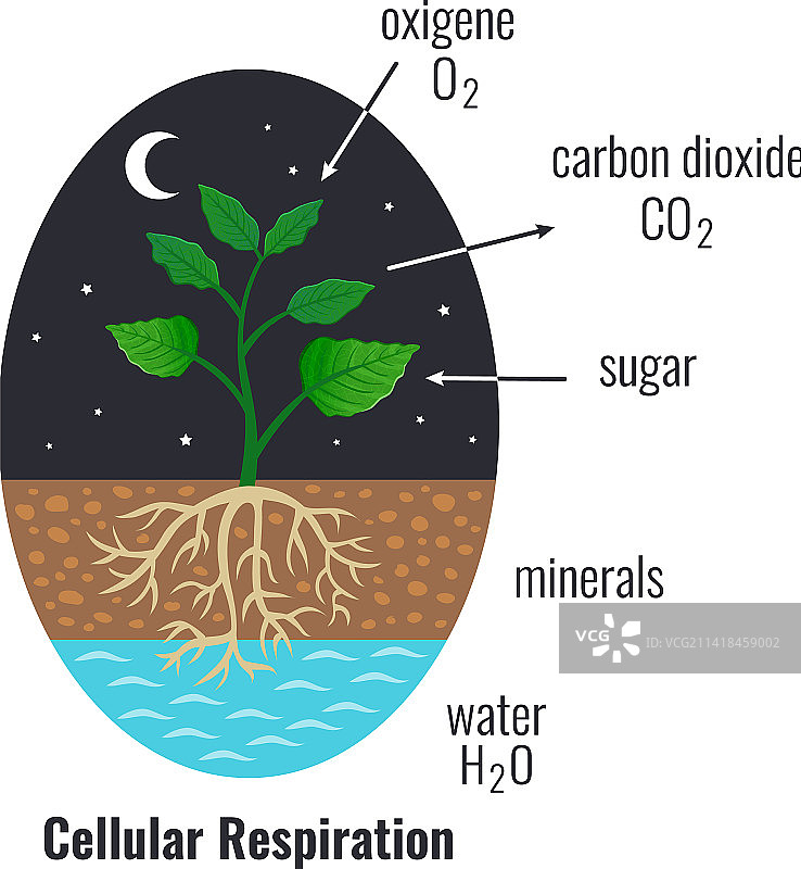 细胞呼吸生物组成图片素材