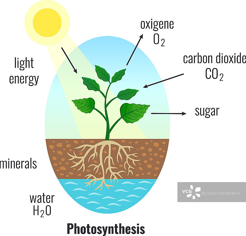 光合作用生物过程构成图片素材