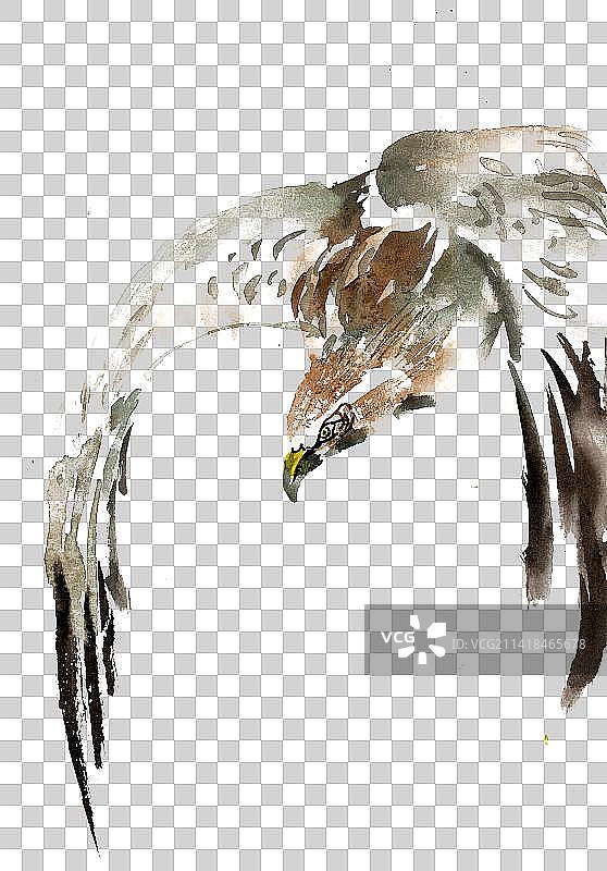 翱翔的雄鹰图片素材