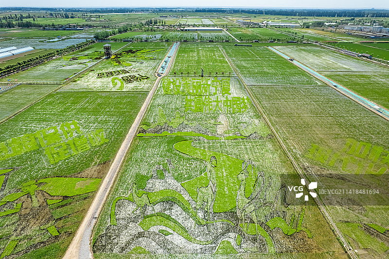 宁夏黄河平原水稻稻田画图片素材