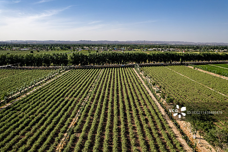 宁夏中宁枸杞种植基地枸杞晾晒图片素材