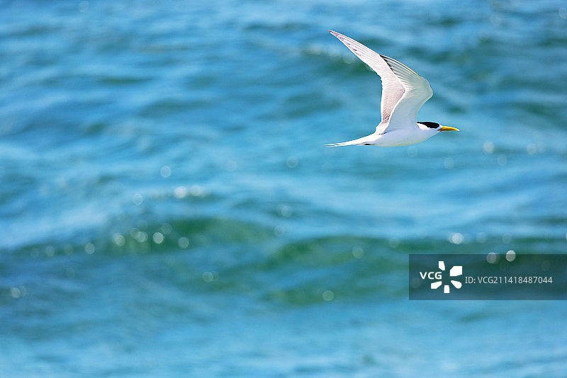 澳洲墨尔本菲利普港湾海面上飞翔的大凤头燕鸥图片素材