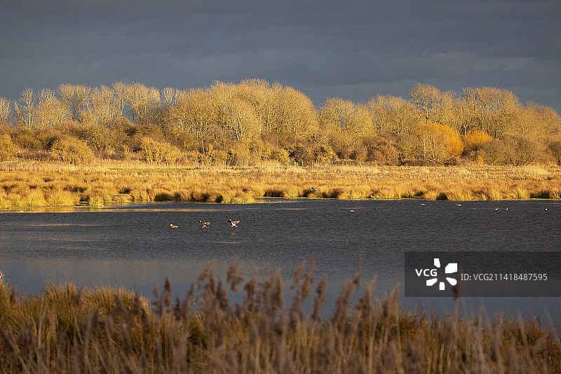英国剑桥郡威肯芬自然保护区的金色房子图片素材