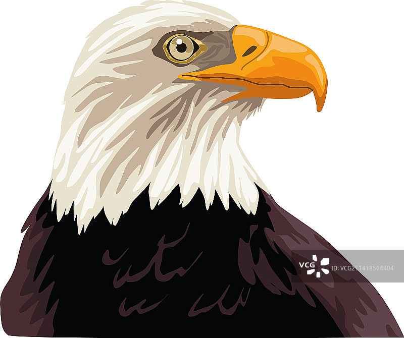野生秃鹰图片素材