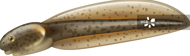 青蛙蝌蚪生命周期图片素材