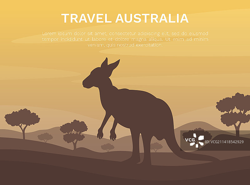 自然栖息地中的澳大利亚袋鼠图片素材