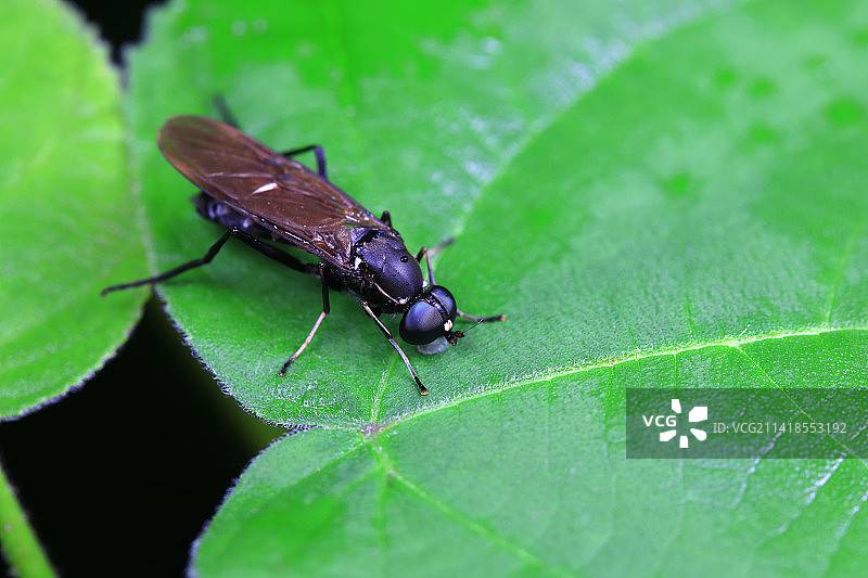 黑水虻图片素材