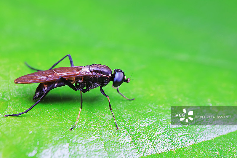 黑水虻图片素材