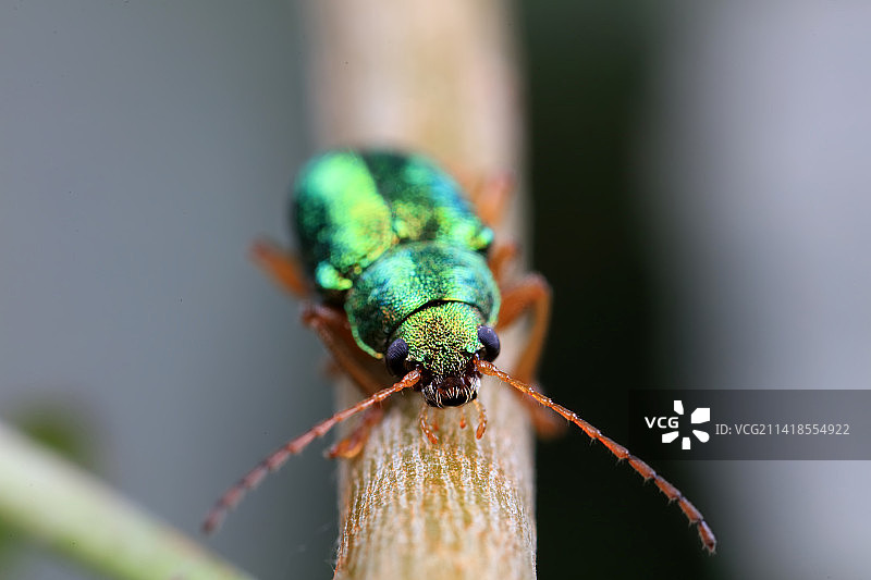 桑皱鞘肖叶甲图片素材