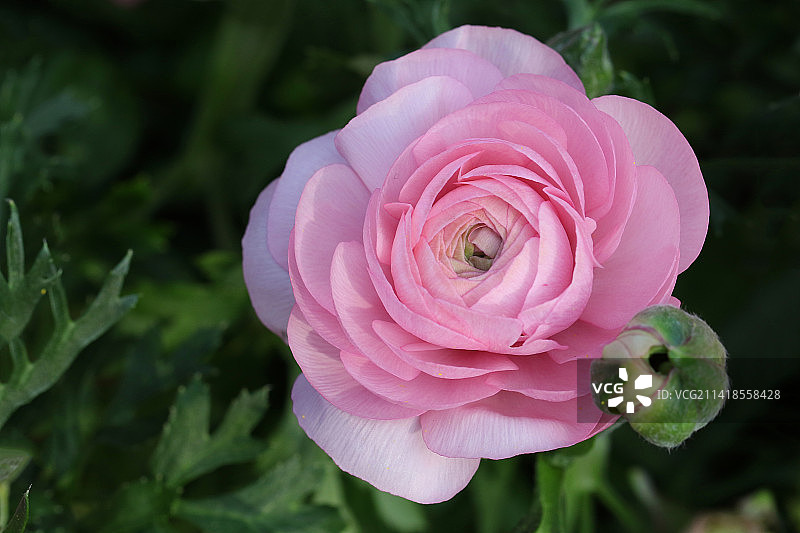 花毛茛图片素材