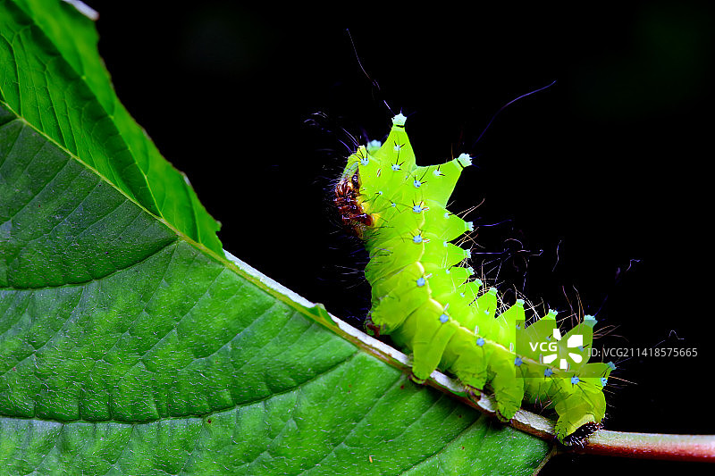绿尾大蚕蛾幼虫图片素材