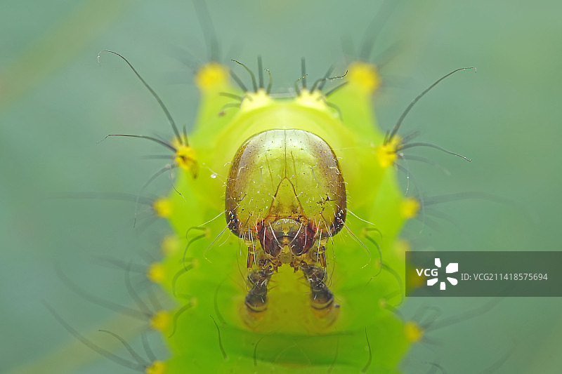 绿尾大蚕蛾幼虫图片素材