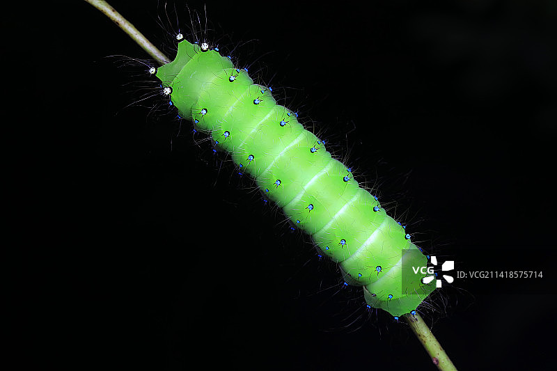 绿尾大蚕蛾幼虫图片素材