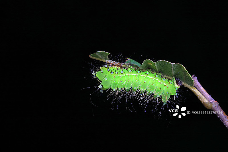 绿尾大蚕蛾幼虫图片素材