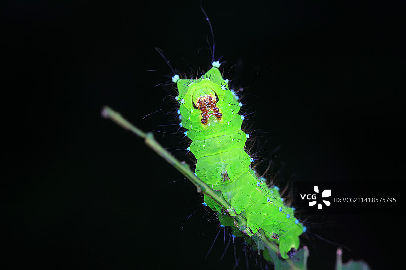 绿尾大蚕蛾幼虫图片素材
