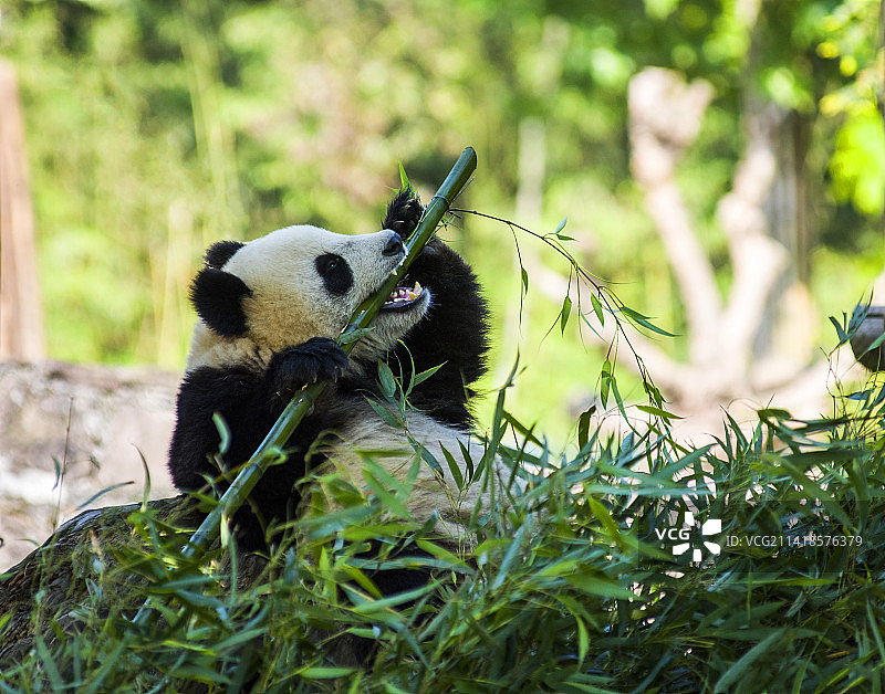 四川大熊猫图片素材