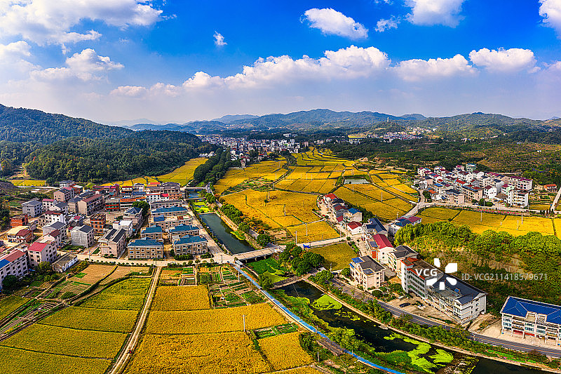 浙江义乌大陈美丽乡村金色稻田绿水青山风光航拍图片素材