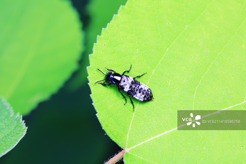 隐翅虫图片素材