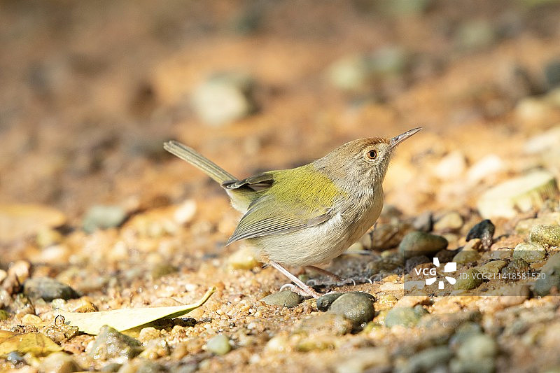 长尾缝叶莺图片素材