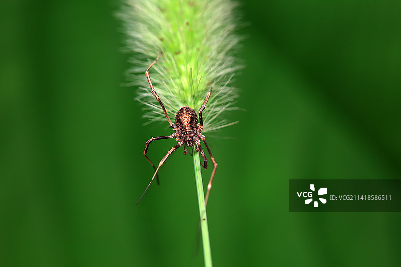 盲蛛图片素材