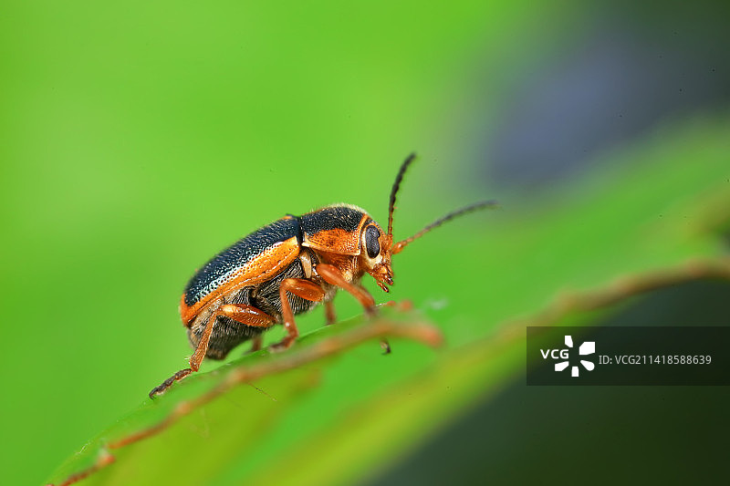 隐头叶甲图片素材