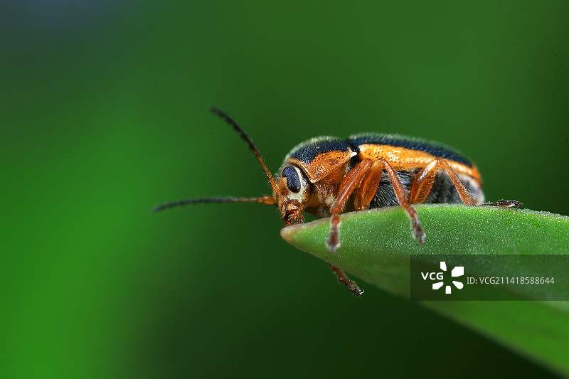 隐头叶甲图片素材