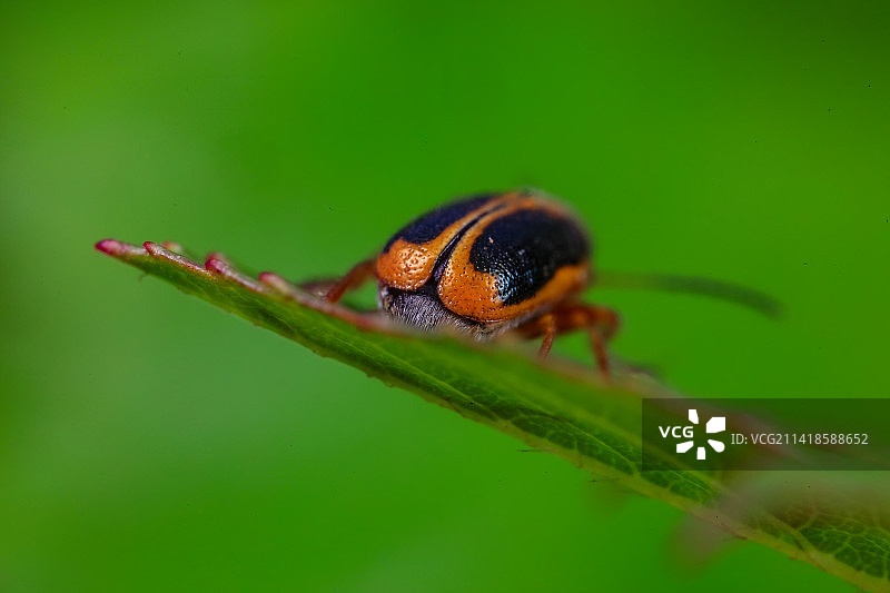 隐头叶甲图片素材