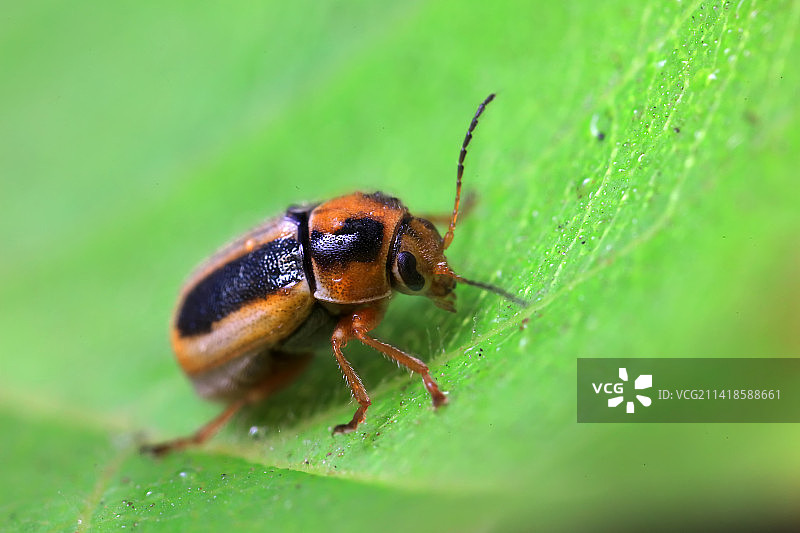 隐头叶甲图片素材