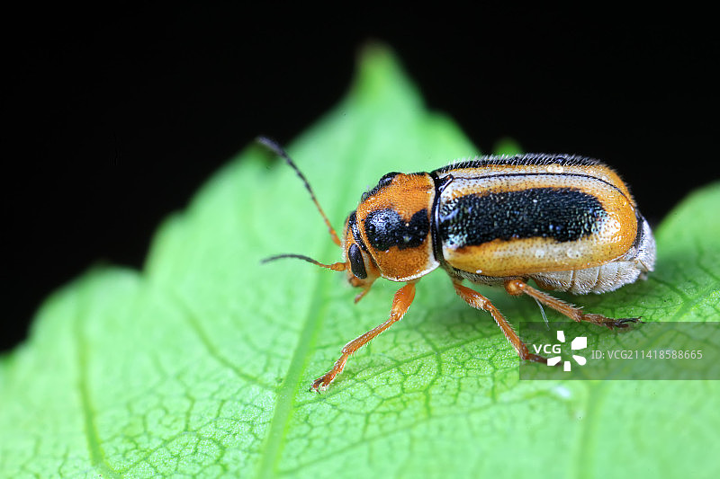 隐头叶甲图片素材