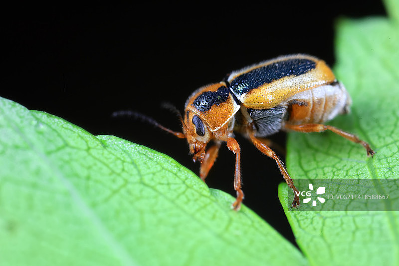 隐头叶甲图片素材