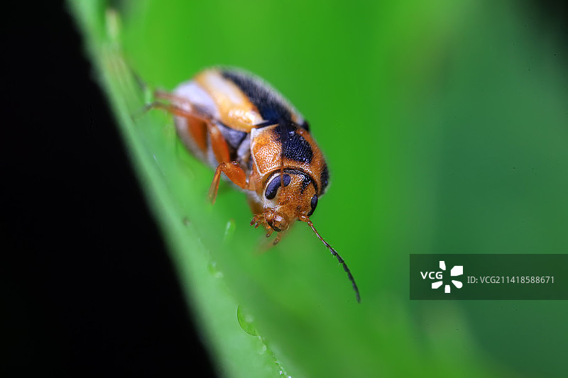 隐头叶甲图片素材