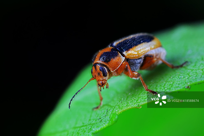 隐头叶甲图片素材