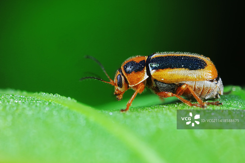 隐头叶甲图片素材