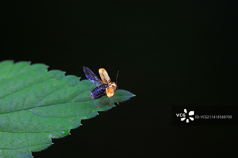 隐头叶甲图片素材