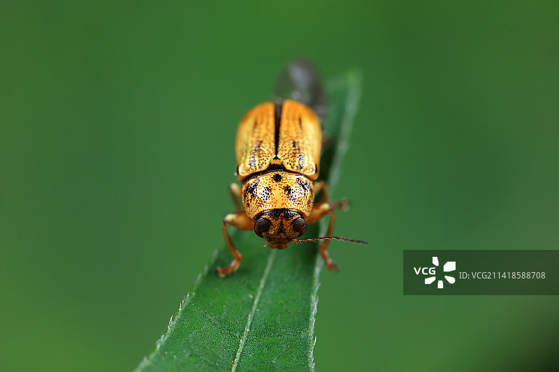隐头叶甲图片素材