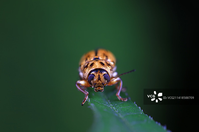 隐头叶甲图片素材
