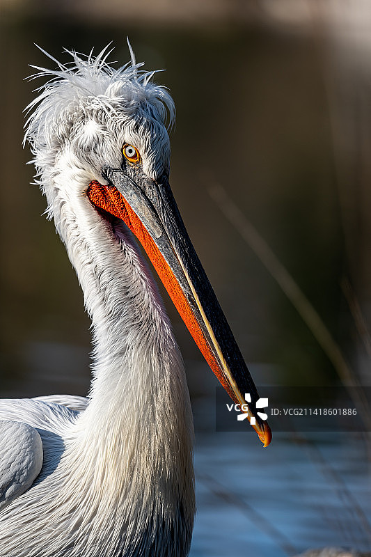 美洲白鹈鹕特写，上海动物园，中国图片素材