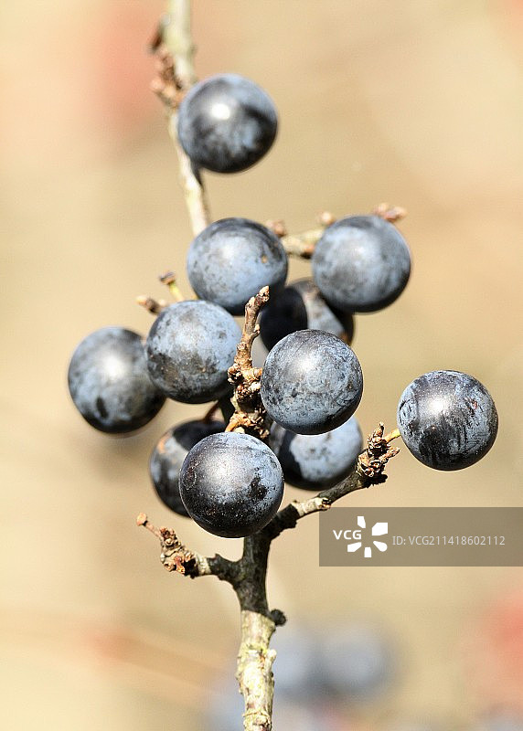 浆果在树上生长的特写图片素材
