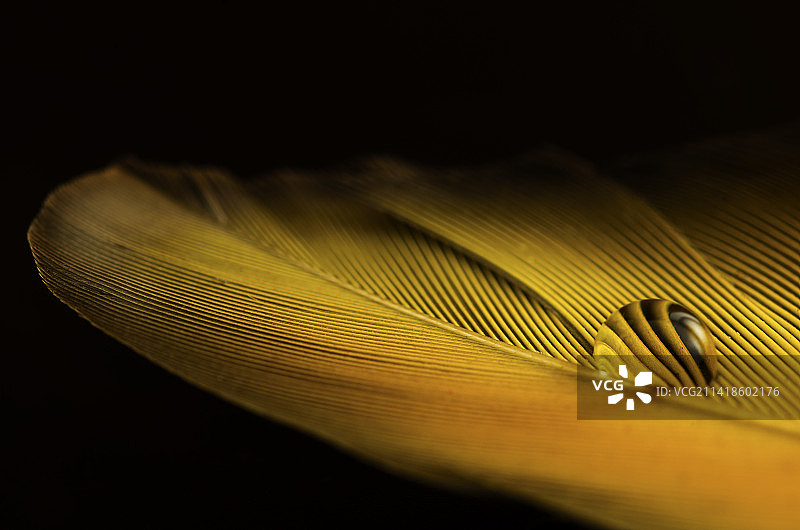 黄色羽毛上羽毛的特写，意大利图片素材