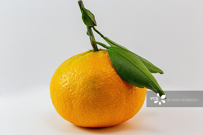 白色背景下的带枝橘子，俄罗斯图片素材