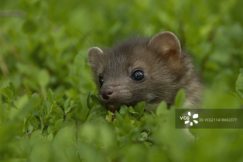刺猬特写，地点：捷克共和国斯弗拉托图片素材