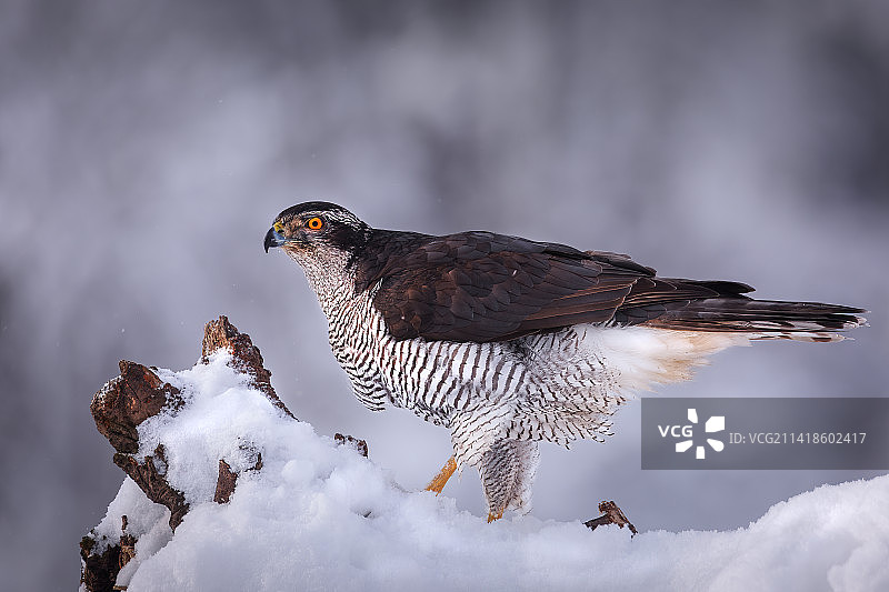 波兰，在雪地上栖息的猎物北方苍鹰特写镜头图片素材