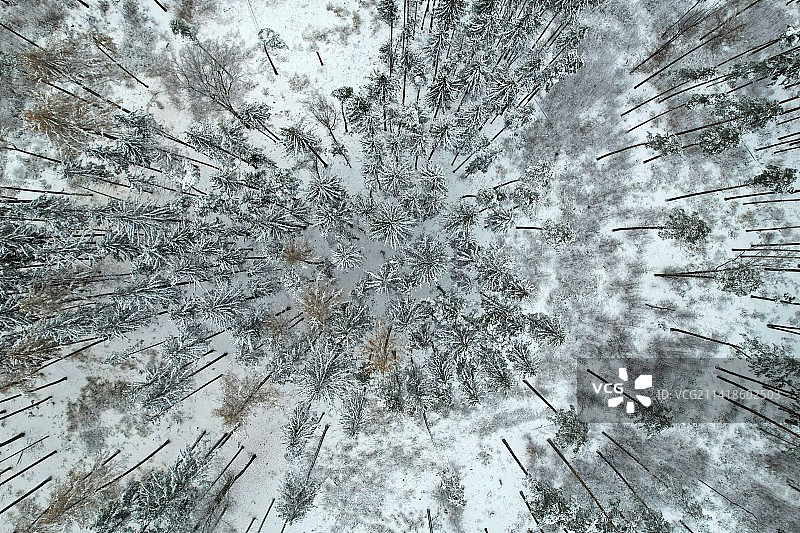 冬季波兰森林中白雪覆盖的树木航拍图片素材