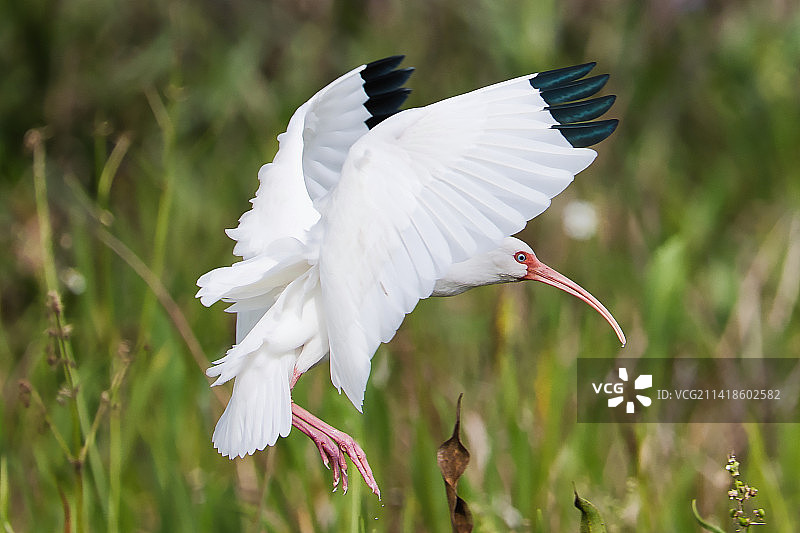 美国佛罗里达州德尔雷比奇户外飞翔的朱鹭特写图片素材