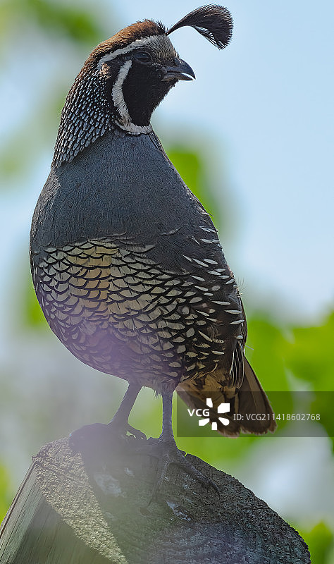 鹌鹑栖息在岩石上的特写，智利图片素材