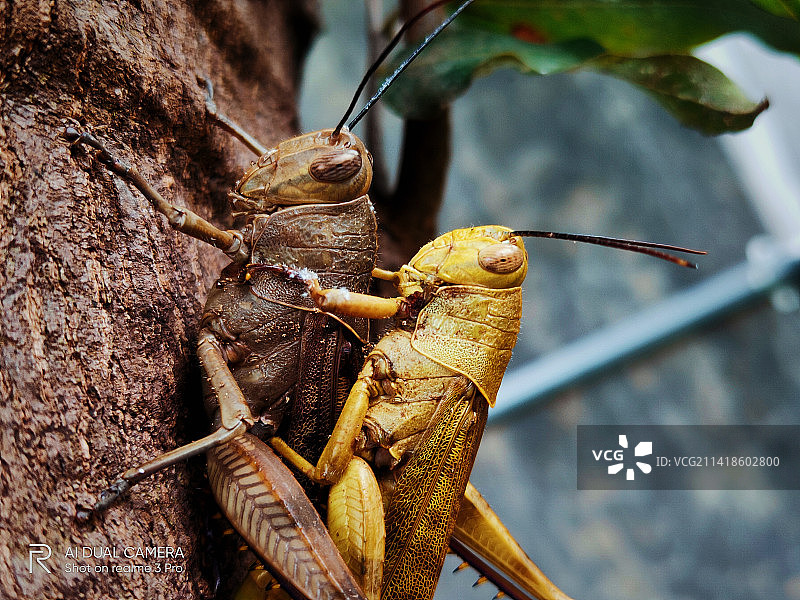 昆虫在木头上的特写图片素材
