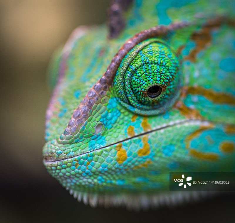 印度尼西亚树叶上的变色龙特写图片素材