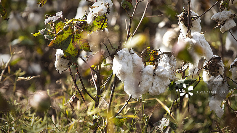 田野中白色开花植物特写，美国佐治亚州黑泽尔赫斯特图片素材