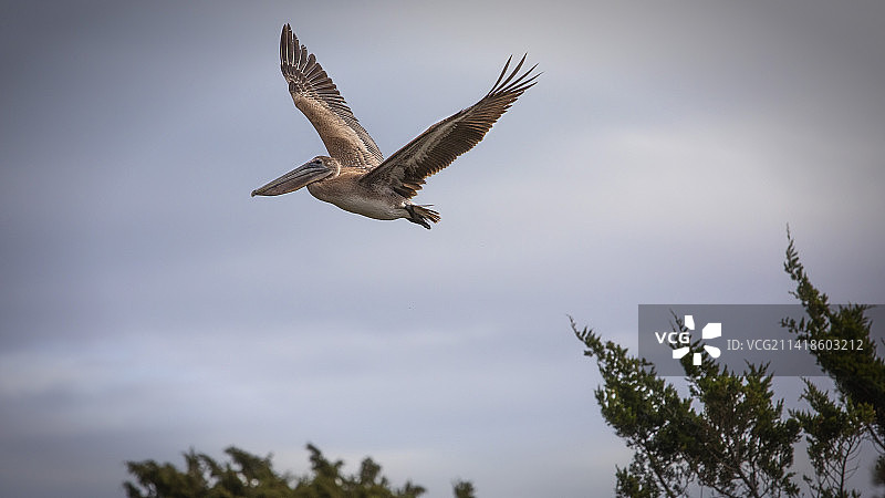 仰视视角鹈鹕天空飞翔图片素材