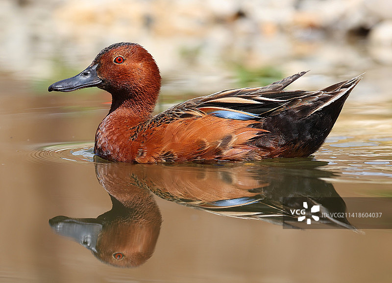 法国湖中游泳的鸭子特写图片素材